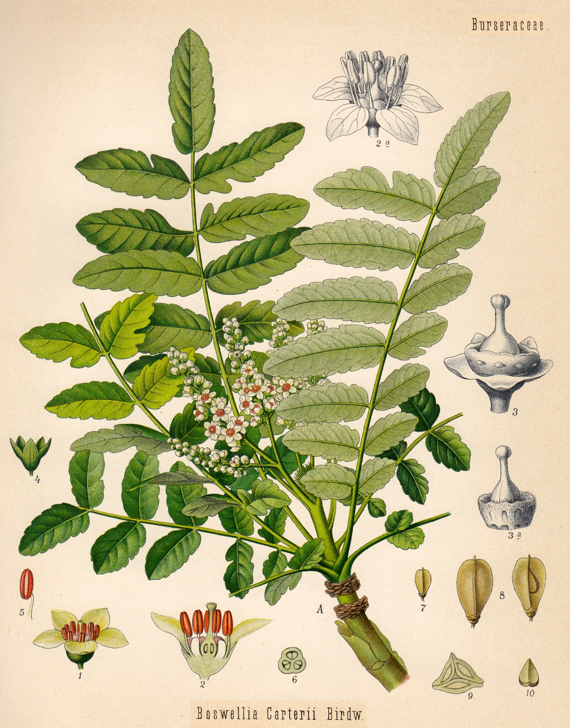 十九世纪标作 Boswellia carteri 的乳香树植物图版，展示枝叶、花与果实