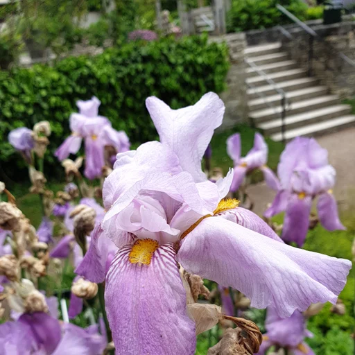 淡紫色的 Iris pallida 花