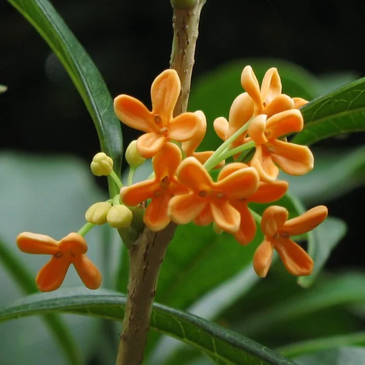 橙色的桂花簇