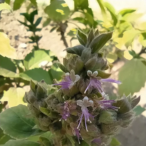 广藿香的淡紫色花穗