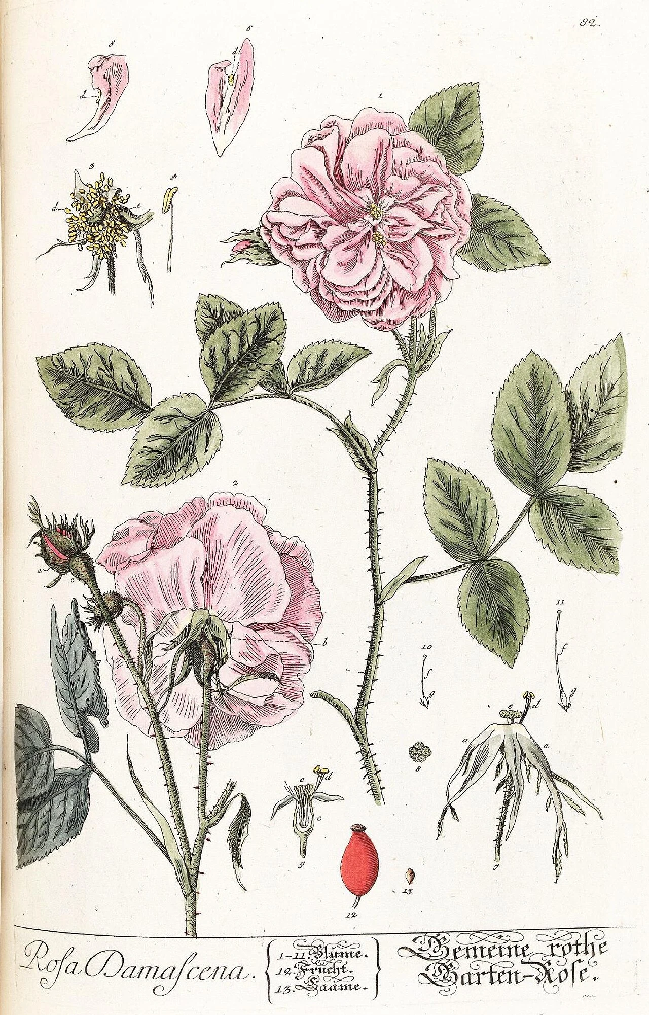 1750 年大马士革玫瑰植物图谱