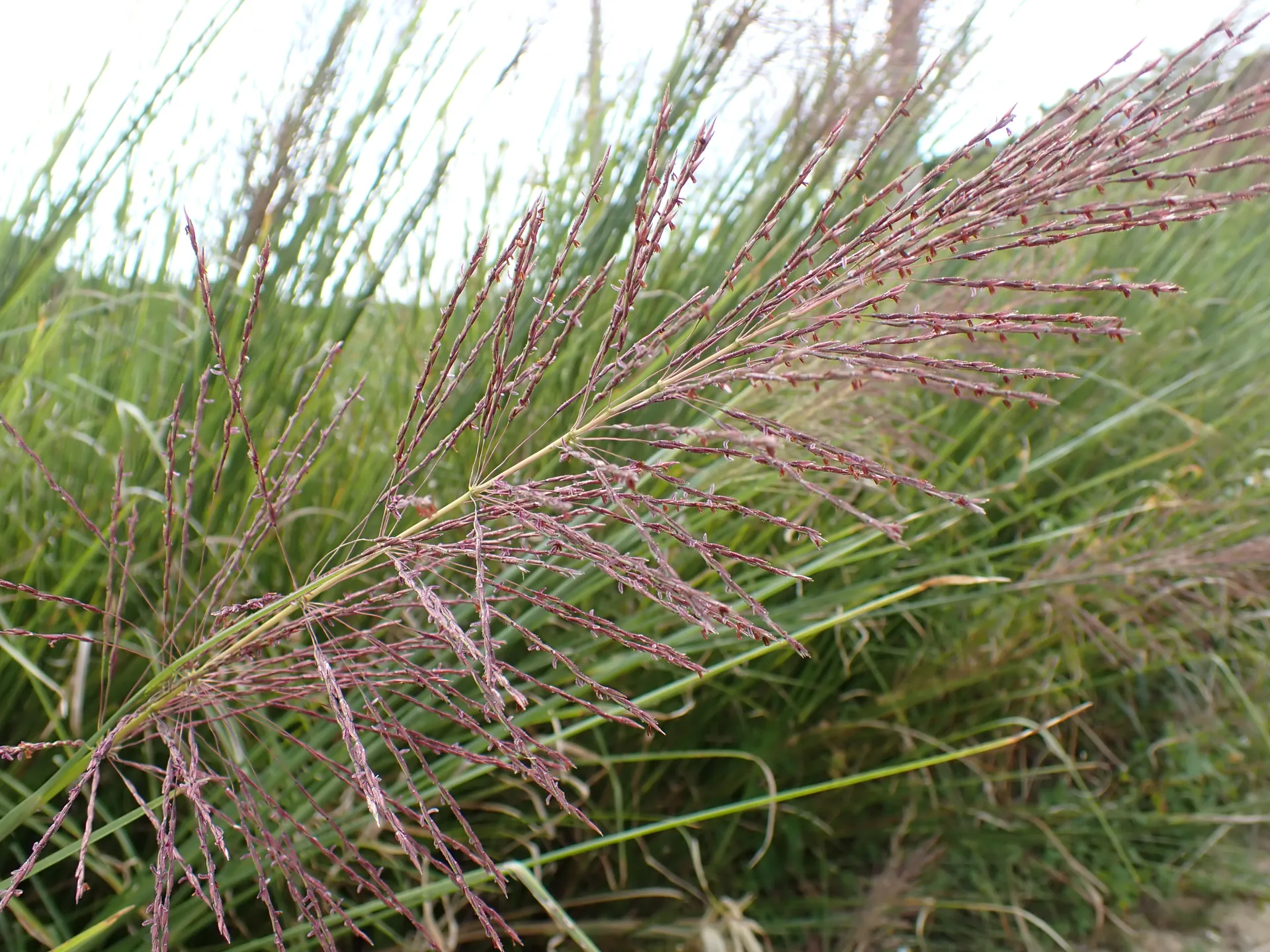 香根草的花序