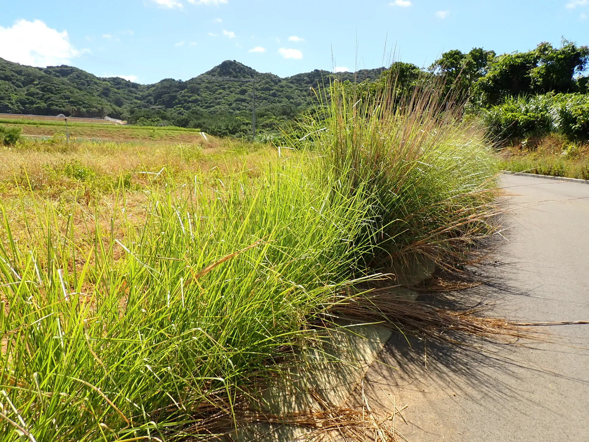 田边防止水土流失的香根草