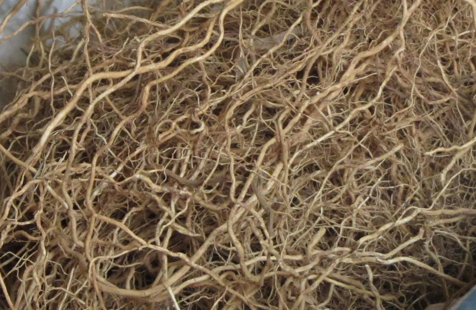 一团交缠的香根草根