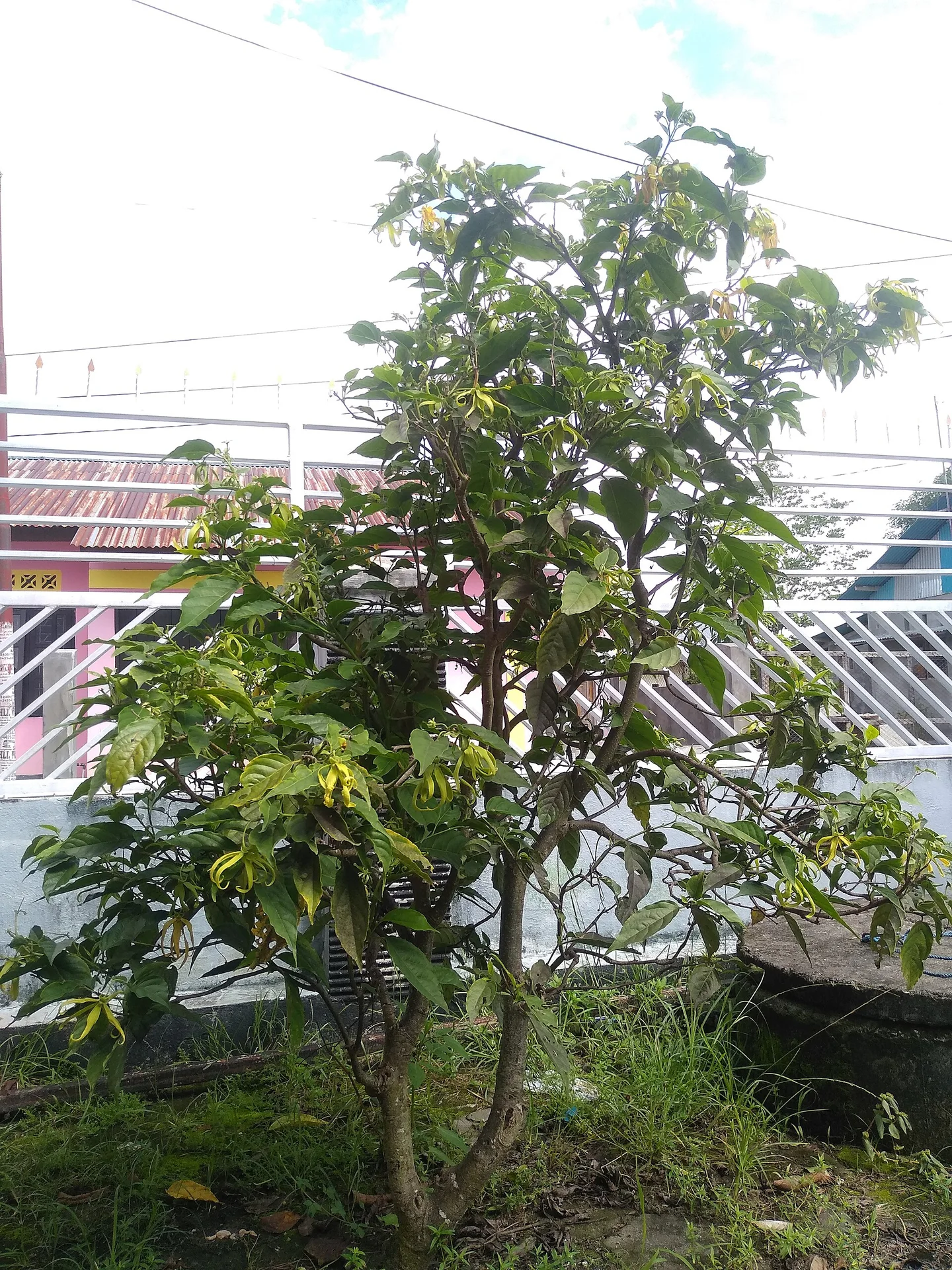 印度尼西亚庭园中开花的依兰树